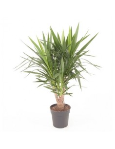 Pianta di Yucca Vaso 27cm