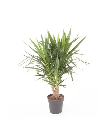 Yucca Plant for Sale - Bush Plants Online | Mondo Piante