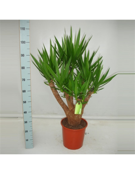 Vendita Pianta Yucca 4 Rami- Palmizi Online| Mondo Piante