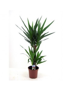 copy of Yucca Plant