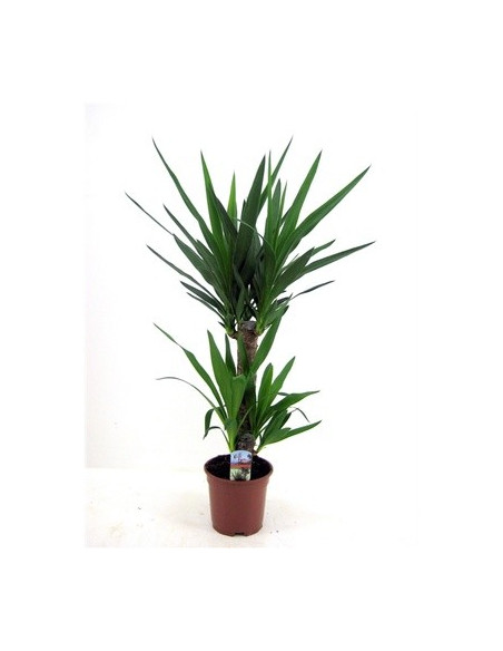 Vendita Pianta Yucca Vaso 17cm - Palmizi Online| Mondo Piante
