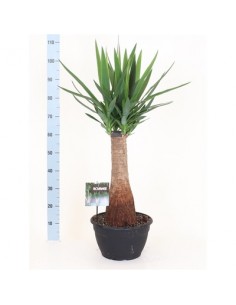 copy of Yucca Plant