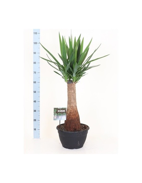 Yucca Plant for Sale - Bush Plants Online | Mondo Piante