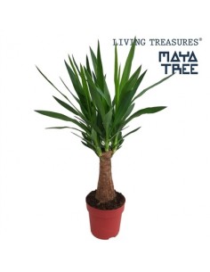 Pianta di Yucca Maya Vaso 19cm