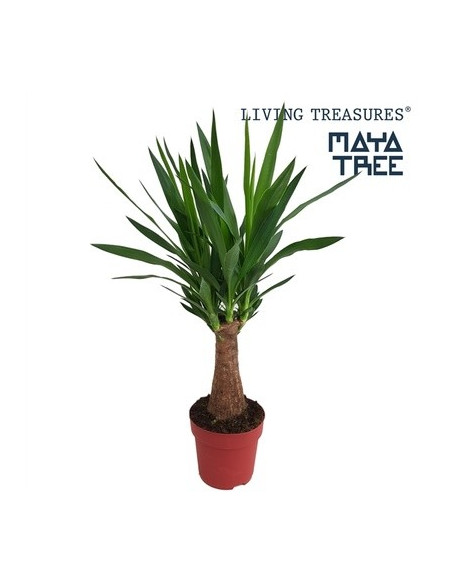 Vendita Pianta Yucca Maya 19cm - Palmizi Online| Vivaio Mondo Piante