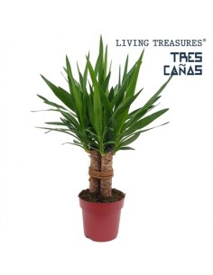 copy of Yucca Plant