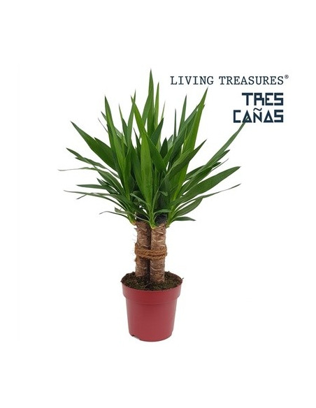 Vendita Pianta Yucca juta 19cm - Palmizi Online| Vivaio Mondo Piante