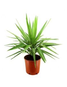 copy of Yucca Plant
