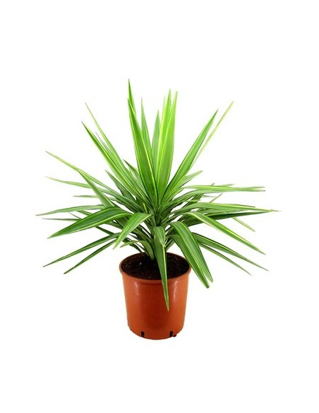Yucca Plant for Sale - Bush Plants Online | Mondo Piante