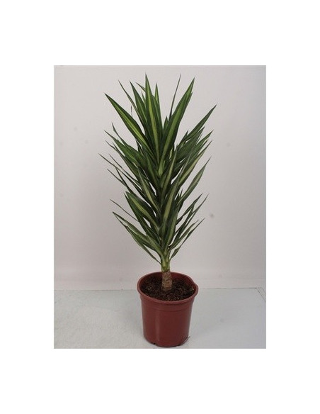 Yucca Plant for Sale - Bush Plants Online | Mondo Piante