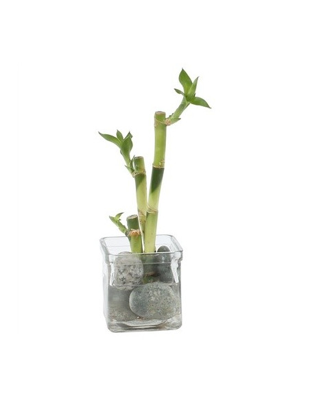Vendita Lucky Bamboo a Piramide Vaso 8cm-Piante Verdi|Mondo Piante