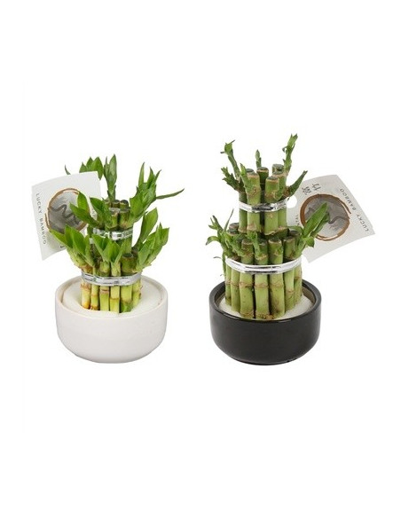 Vendita Lucky Bamboo,Bambù della fortuna-Piante Verdi|Mondo Piante