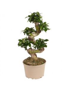 copy of Bonsai Ficus Ginseng