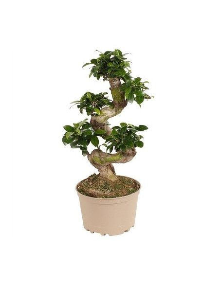 Vendita Bonsai Ficus Ginseng S Vaso 20cm- Bonsai Online|Mondo Piante