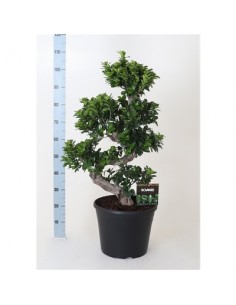Bonsai Ficus Ginseng S...