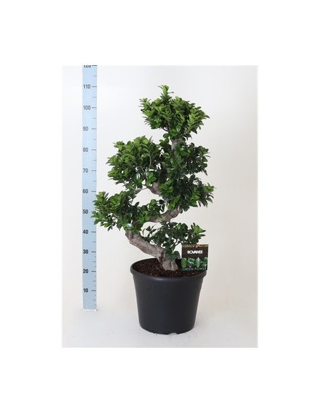 Vendita Bonsai Ficus Ginseng S Vaso 30cm -Bonsai OnLine|Mondo Piante