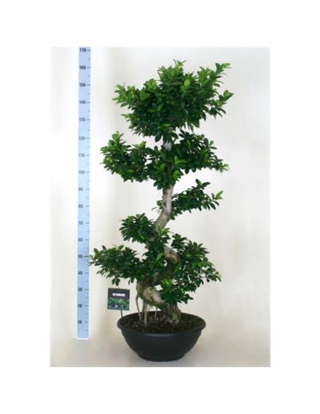 Vendita Bonsai Ficus Ginseng S Vaso 50cm-Bonsai Online|Mondo Piante
