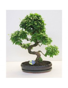 Bonsai Ligustro S Shape da...