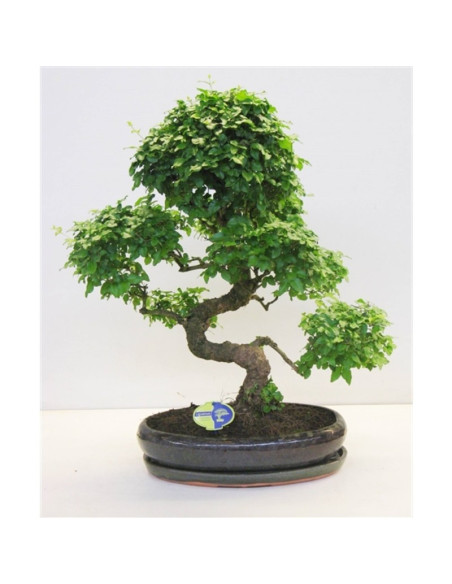 Vendita Bonsai Di Ligustro S Shape-Bonsai OnLine|Vivaio Mondo Piante