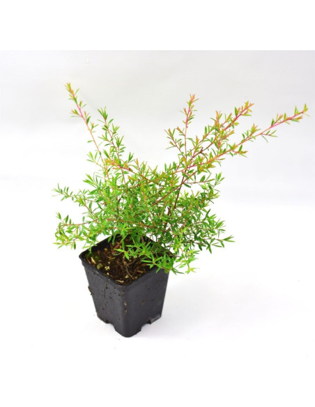 Vendita Online 5 Piante di Leptospermum-Piante Online|Mondo Piante
