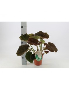 Pianta Begonia Masoniana...