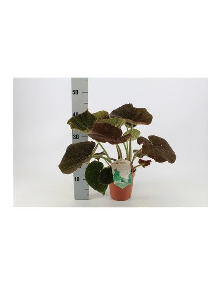 Vendita Pianta Begonia Masoniana River 15cm-Piante Verdi|Mondo Piante