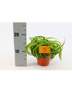 Vendita Pianta Chlorophytum Bonnie Vaso 10.5cm-Piante Verdi|Mondo Piante