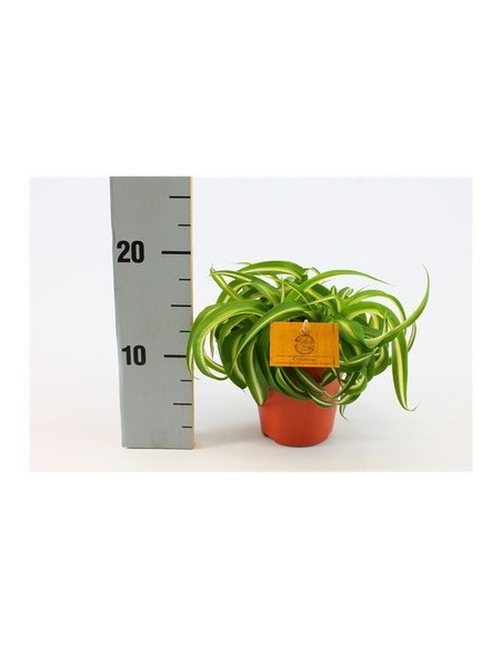 Vendita Pianta Chlorophytum Bonnie Vaso 10.5cm-Piante Verdi|Mondo Piante