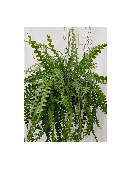 copy of Pianta Aeschynanthus marmoratus