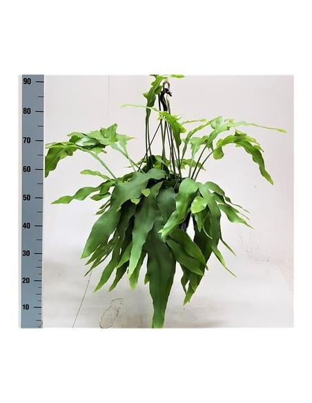 copy of Pianta Aeschynanthus marmoratus