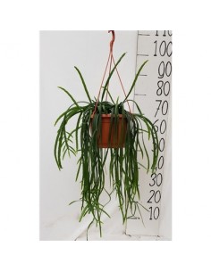 Pianta Lepismium Bolivianum...