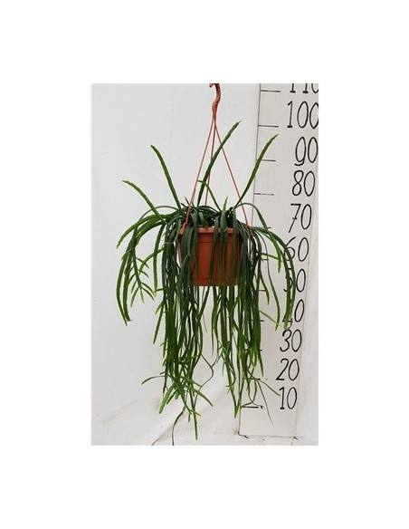 copy of Pianta Aeschynanthus marmoratus