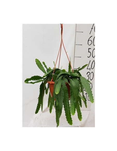 copy of Pianta Aeschynanthus marmoratus