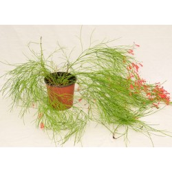 Russelia Plant