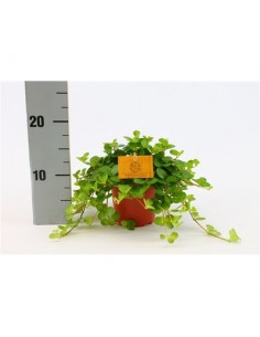 Pianta Peperomia Rotundifolia