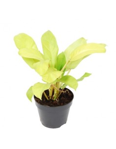 Pianta Philodendron 'Malay...