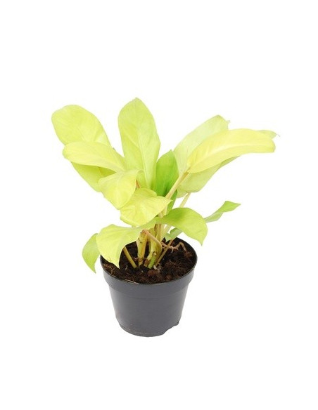 Vendita Pianta Philodendron Malay Gold-Piante Verdi| Mondo Piante