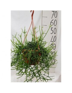 Pianta Rhipsalis...