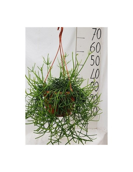 Vendita Pianta Rhipsalis Heteroclada-Piante Verdi Online| Mondo Piante
