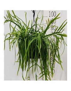 Pianta rhipsalis holviana...