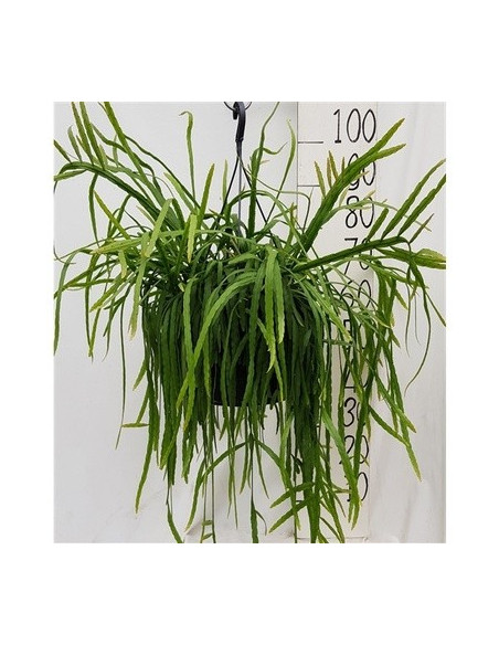 copy of Pianta Aeschynanthus marmoratus
