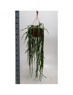 Pianta Rhipsalis Paradoxa... 2