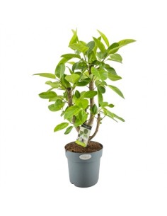 copy of Tradescantia Plant