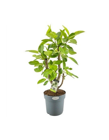 Tradescantia Plant for Sale - Bush Plants Online | Mondo Piante