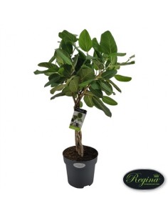 Pianta Ficus benghalensis...