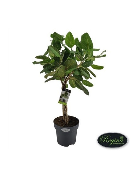 VenditaPianta Ficus benghalensis Vaso 24-Piante da Interno|MondoPiante