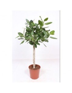 copy of Tradescantia Plant