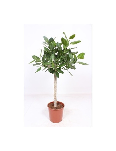VenditaPianta Ficus benghalensis Vaso 30-Piante da Interno|MondoPiante