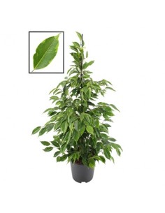 Pianta Ficus benjamina...