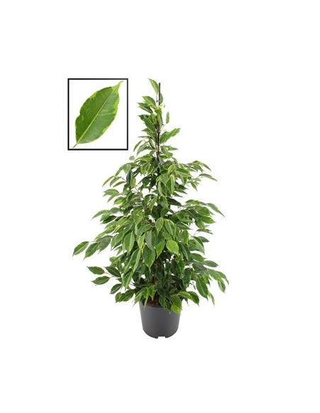 Vendita Pianta Ficus Anastasia 17cm-Piante da Cespuglio |Mondo Piante